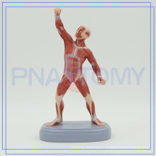 PNT-0343 21CM height human muscle figure model